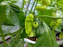 brown bhutlah 1