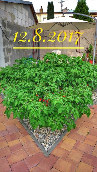 IMG_20170812_185921-01