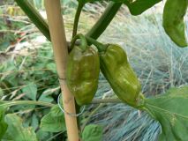 Fatalii white X Jolokia red