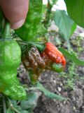 Měla být Naga morich coko