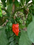 Měla být Naga morich coko1