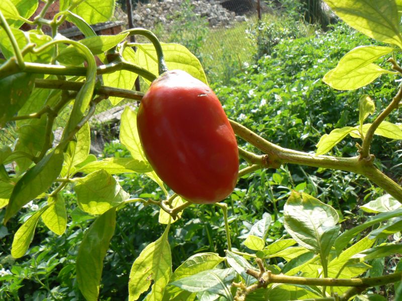 Rocoto1