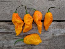 devils brain orange