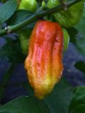 4)_Brown Bhutlah