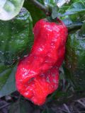 5)_Naga Morich