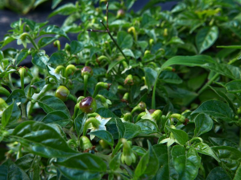 13)_Aji Charapita(s-ch)