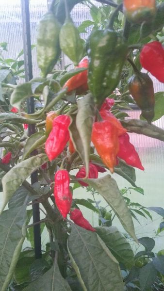 Naga Morich.