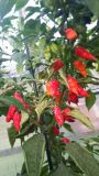 Naga morich