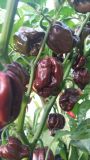 scotch bonnet chocolate