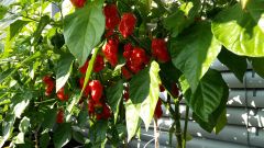 31. týden od výsevu - 7 Pot Trinidad Jonah