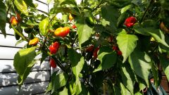 31. týden od výsevu - Naga Morich