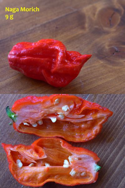 11)Naga Morich