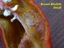 14)Brown Bhutlah (2)