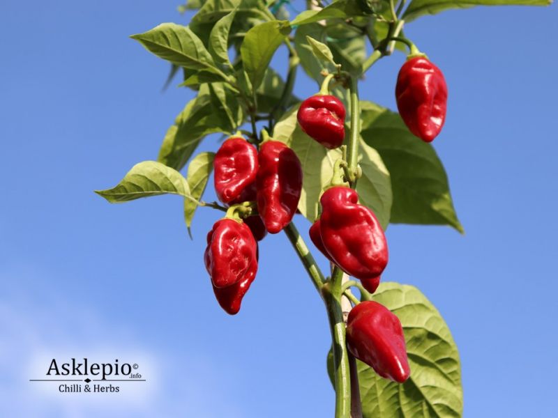 4_c_chinense_bhut_jolokia