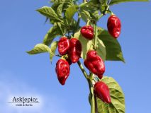 4_c_chinense_bhut_jolokia