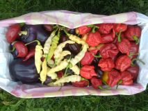 Chilli směs do Žop
