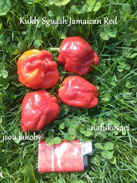 údajný Squash Jamaican Red