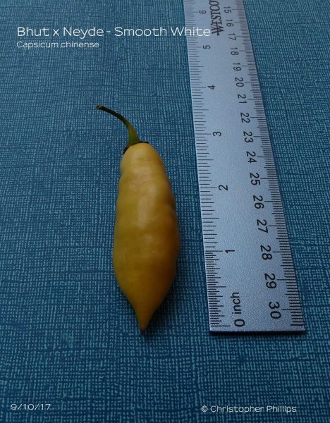 bhutpdn