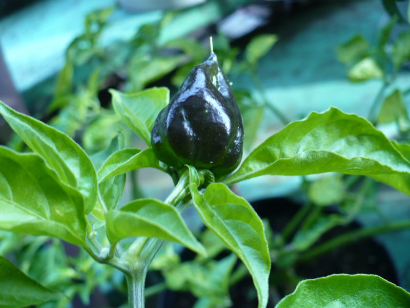P1050969