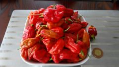 34. týden od výsevu - Předčasná sklizeň papriček Naga Morich