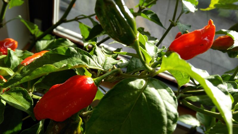 34. týden od výsevu - Zdravá Naga Morich