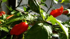 34. týden od výsevu - Zdravá Naga Morich