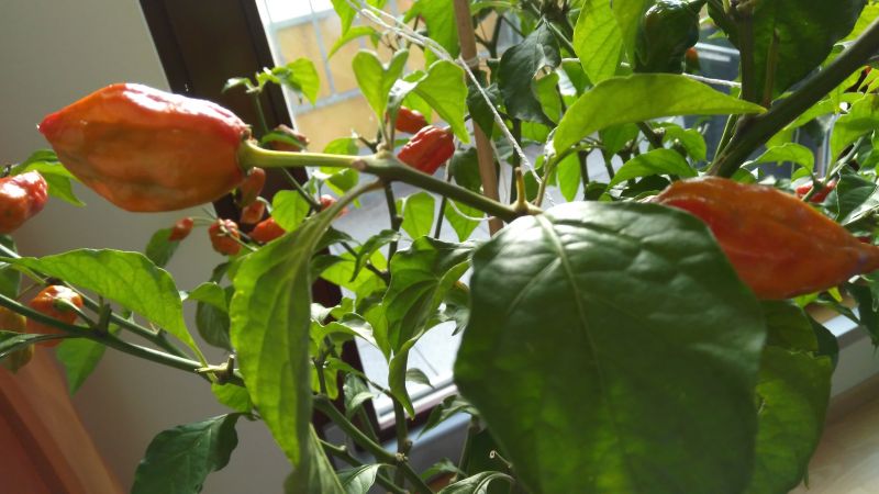 34. týden od výsevu - Nemocná Naga Morich