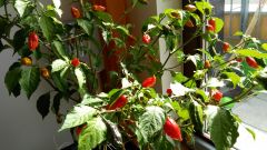 34. týden od výsevu - Otrhaná Naga Morich po přesunu indoor