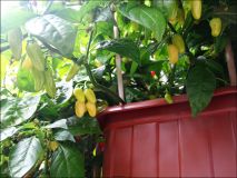 DSC03397