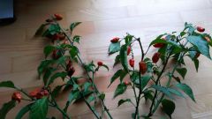 36. týden od výsevu - Nemocná Naga Morich 1