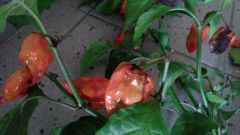 36. týden od výsevu - Nemocná Naga Morich 2