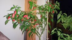 36. týden od výsevu - Naga Morich