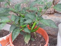 Jalapeňo