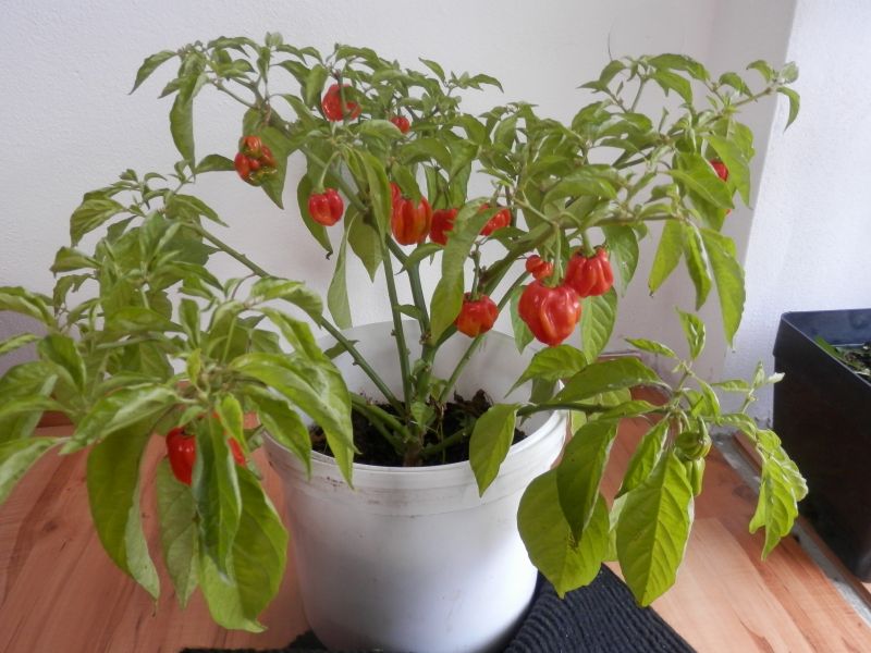 Habaněro