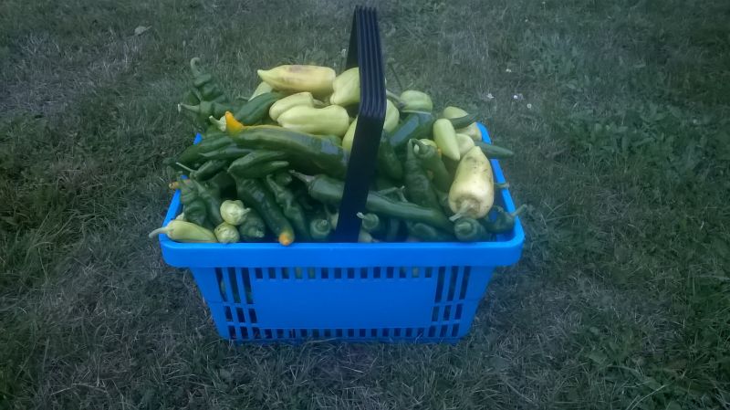 WP_20171007_005