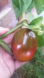 rocoto 1