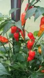 Naga Morich.