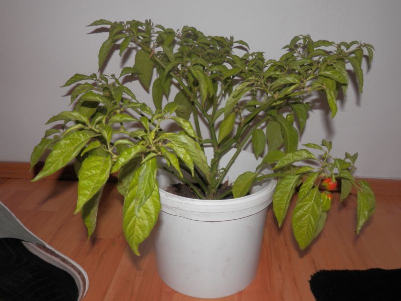 Habanero