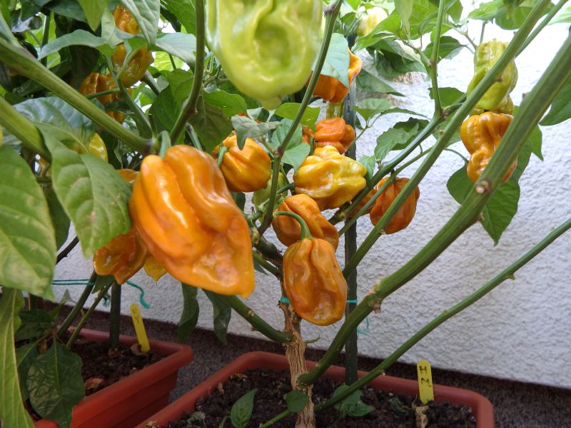 372-Habanero Mustard