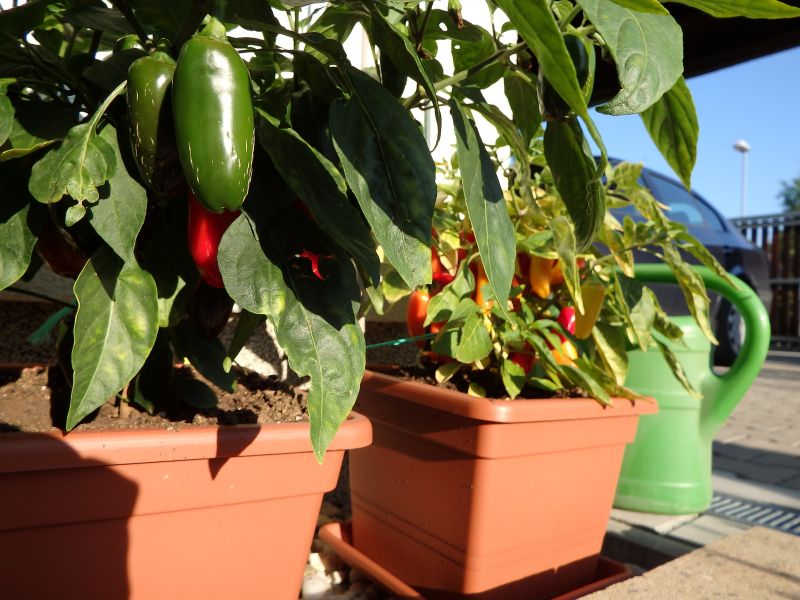 378-Jalapenos
