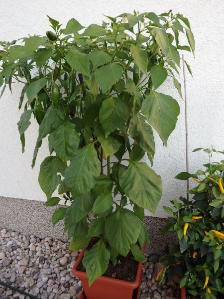 381-Aji Amarillo