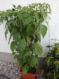 381-Aji Amarillo