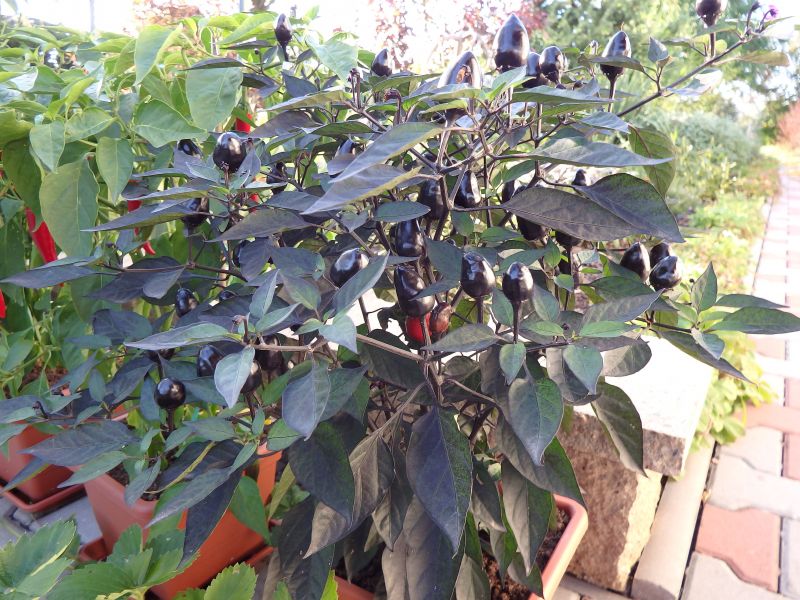385-Peru Purple