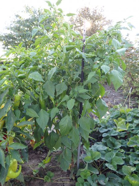 388-Aji Amarillo