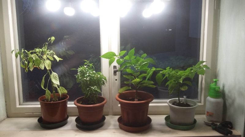 Zbytek po sezoně 1 - stále kvetou a plodí