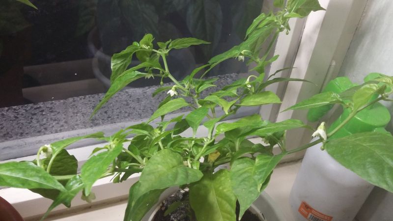 Red Savina