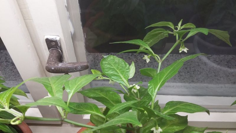 Naga Morich