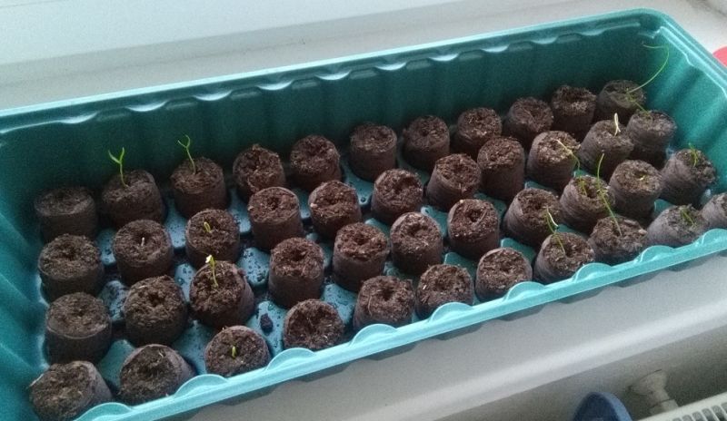 chilli_3