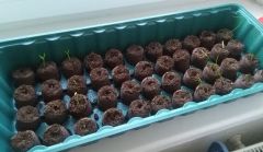 chilli_3