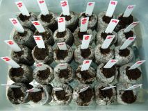 propagator_3